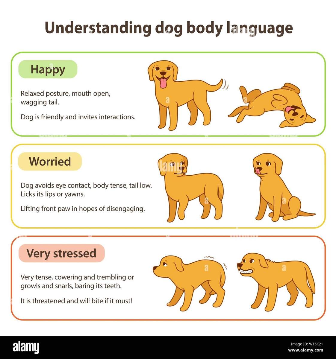 Dog Body Language Infographic Chart Understanding Dog Poses That Mean Different Emotions Happy And Relaxed Tense And Worried Stressed And Angry P Stock Vector Image Art Alamy