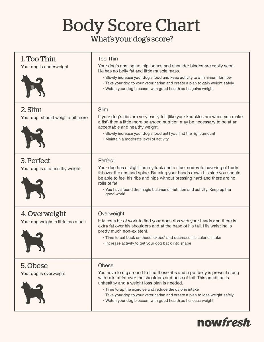 Dog Body Score Chart Is My Dog Too Thin Now Fresh