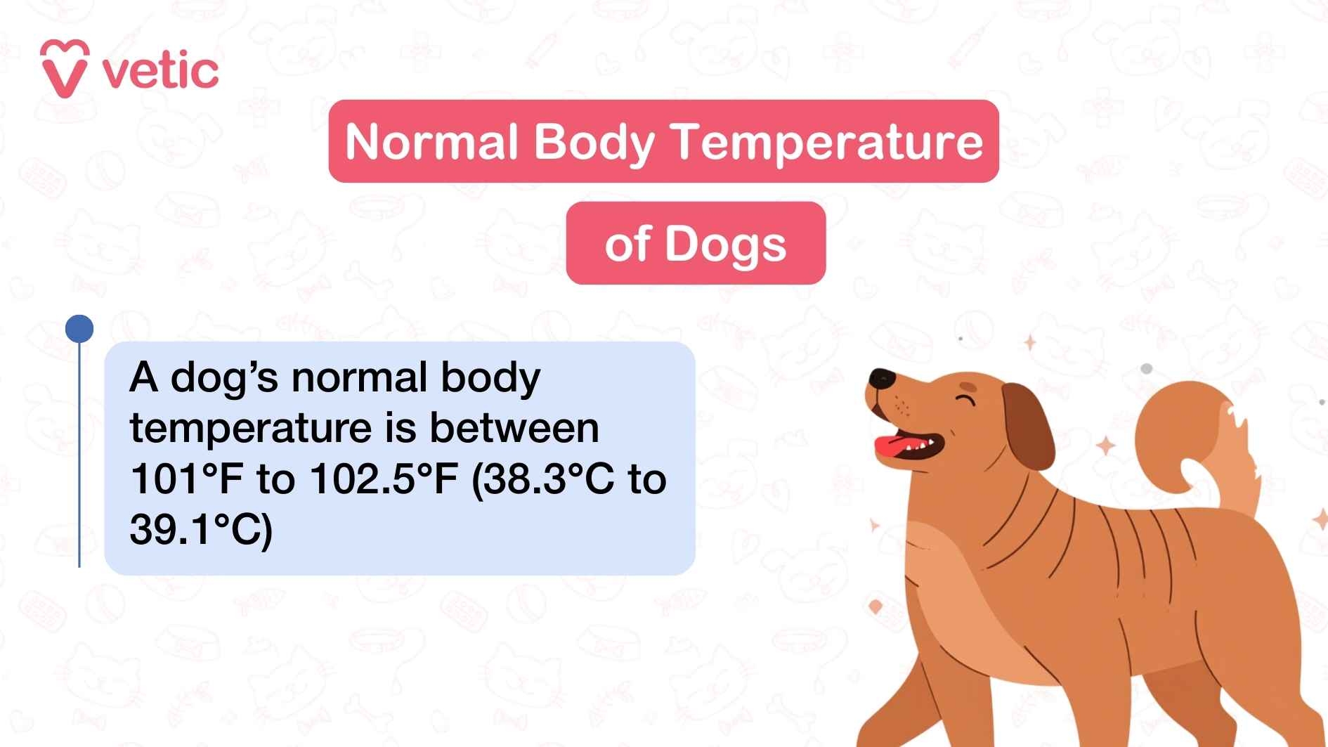 Dog Body Temperature Guide Normal Range Fever Signs