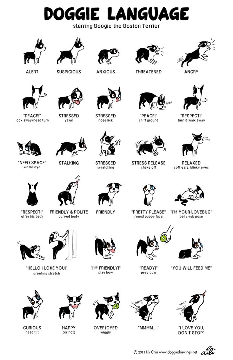 Dog Communication Calm Vs Stress Signals SPCA Of Northern Nevada