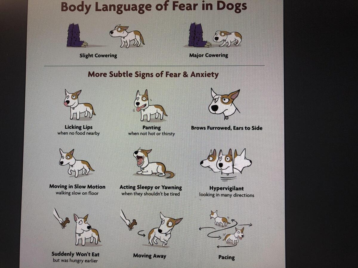 Dog Just Wanna Be Dogs 2hotsandakong