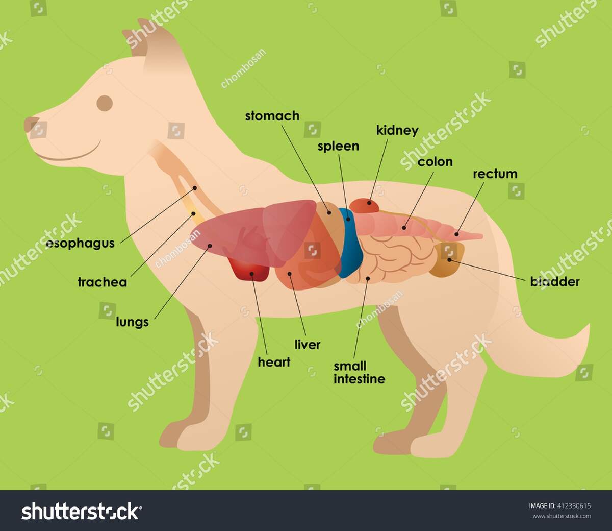 Dogs Organ Anatomy Diagram Vector Illustration Stock Vector Royalty Free 412330615 Shutterstock