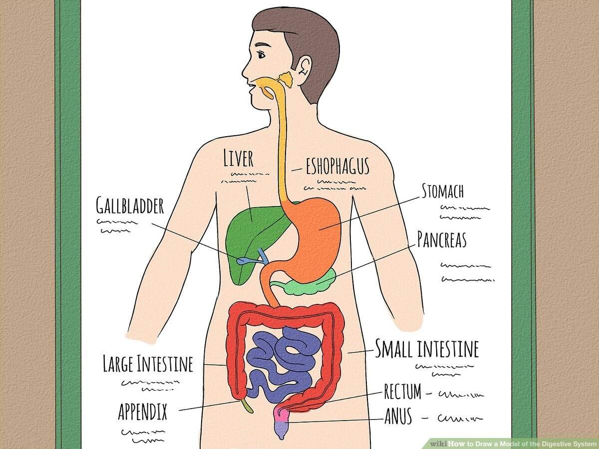 Drawing The Digestive System A Step By Step Tutorial Drawing The Digestive System A Step By Step Tutorial