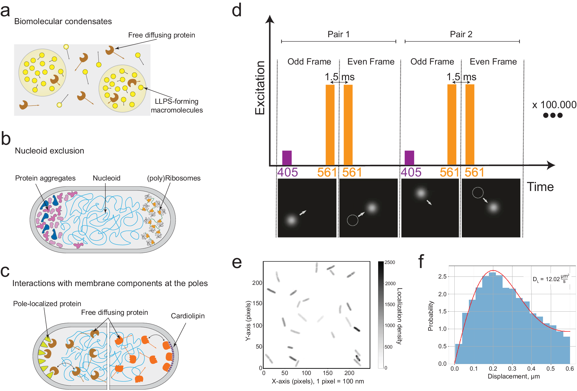 Dynamic Structure Of E Coli Cytoplasm Supramolecular Complexes And Cell Aging Impact Spatial Distribution And Mobility Of Proteins Communications Biology Airships Blimps Aerostats Introduction To Aerospace Flight Vehicles