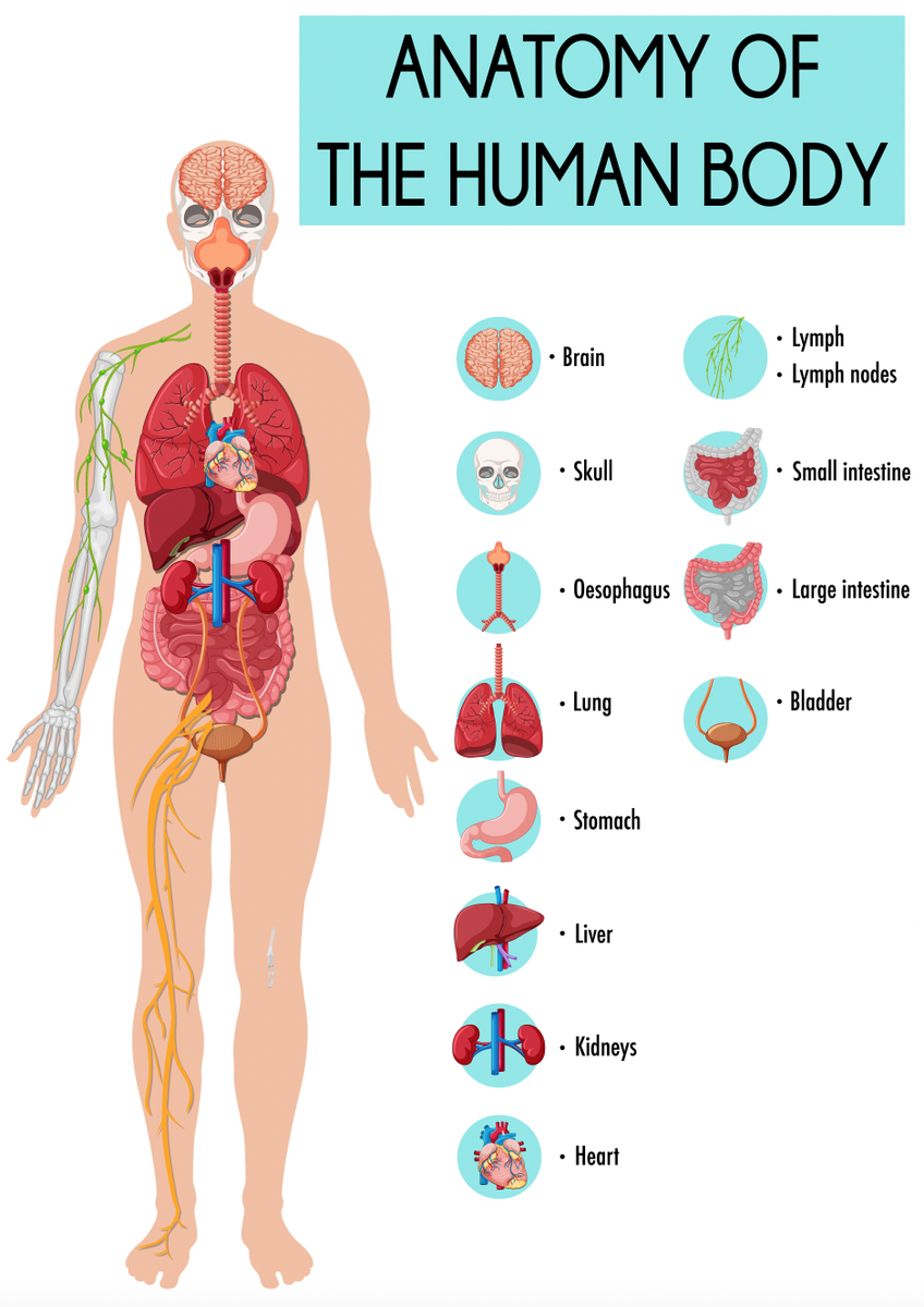 Educational Anatomy Of Human Body Diagram Wall Poster Print Option Lamination EBay