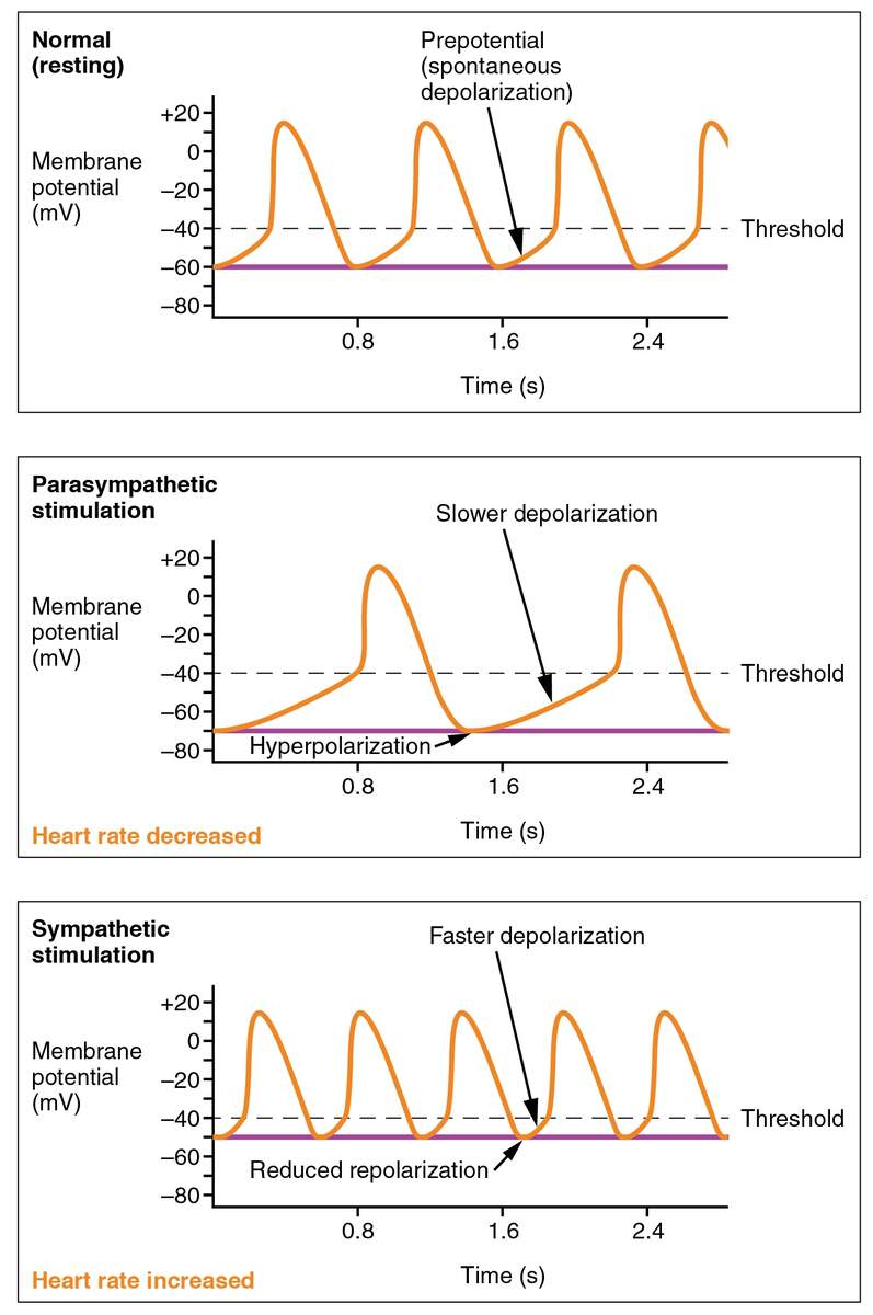 Electrical Activity Of The Heart Integrated Human Anatomy And Physiology Part 2 NOT UPDATED