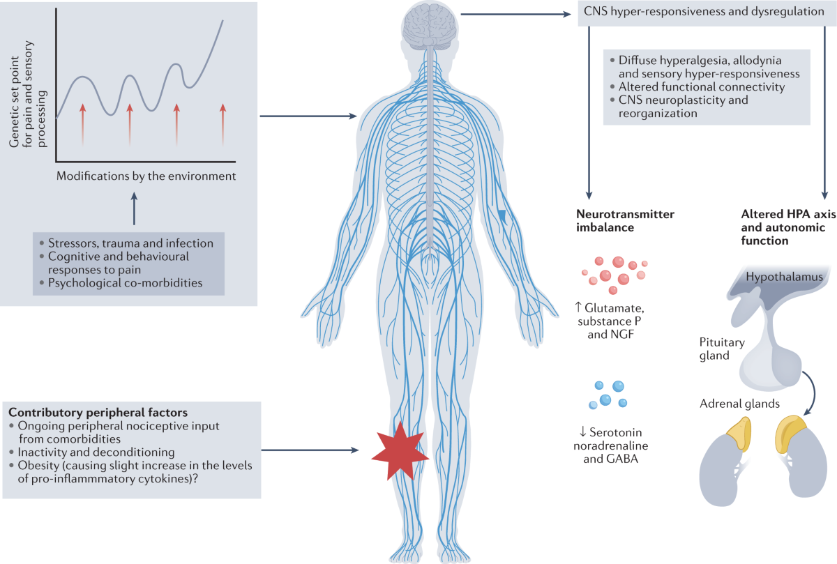 Emotion Regulation And The Salience Network A Hypothetical Integrative Model Of Fibromyalgia Nature Reviews Rheumatology