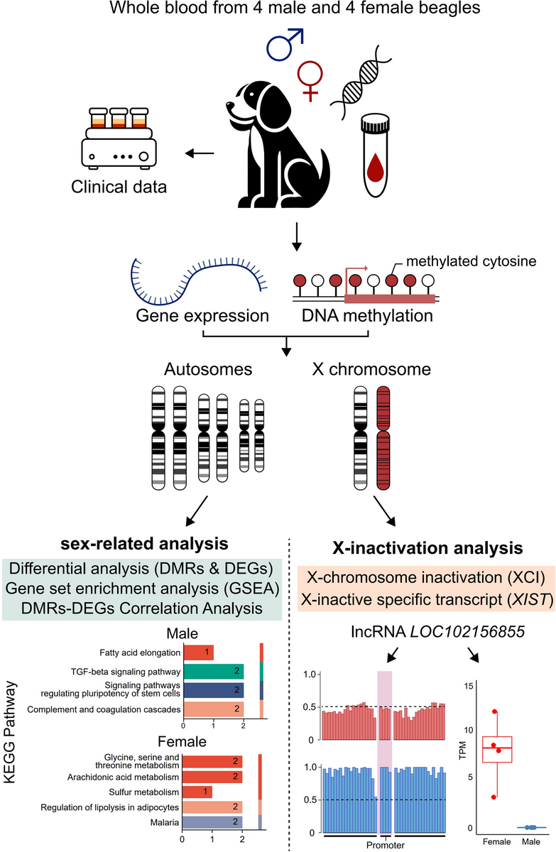 Epigenetic Landscape Of Hormone Independent Sexual Dimorphism And Characterization Of Canine XIST Scientific Reports