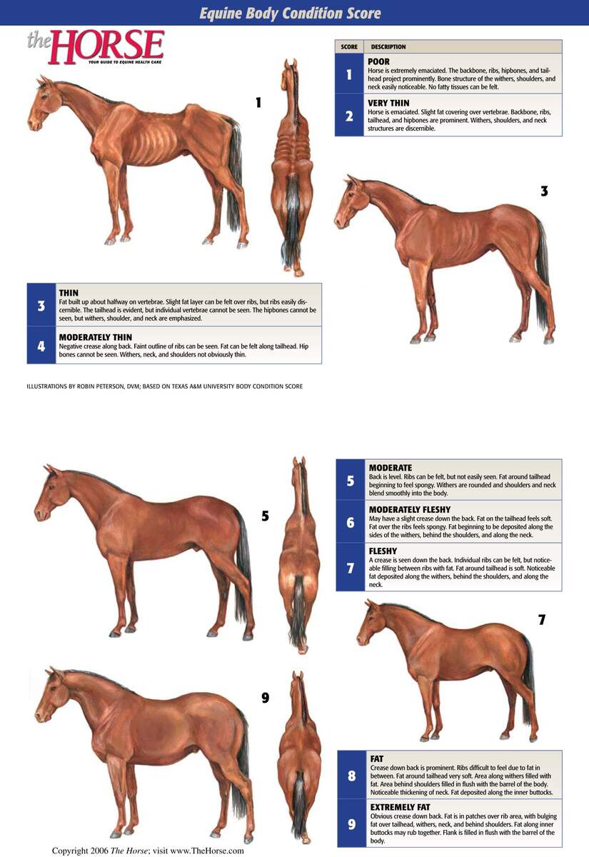 Equine Body Score Farmers Cooperative Association Inc Farmers Cooperative Association Inc