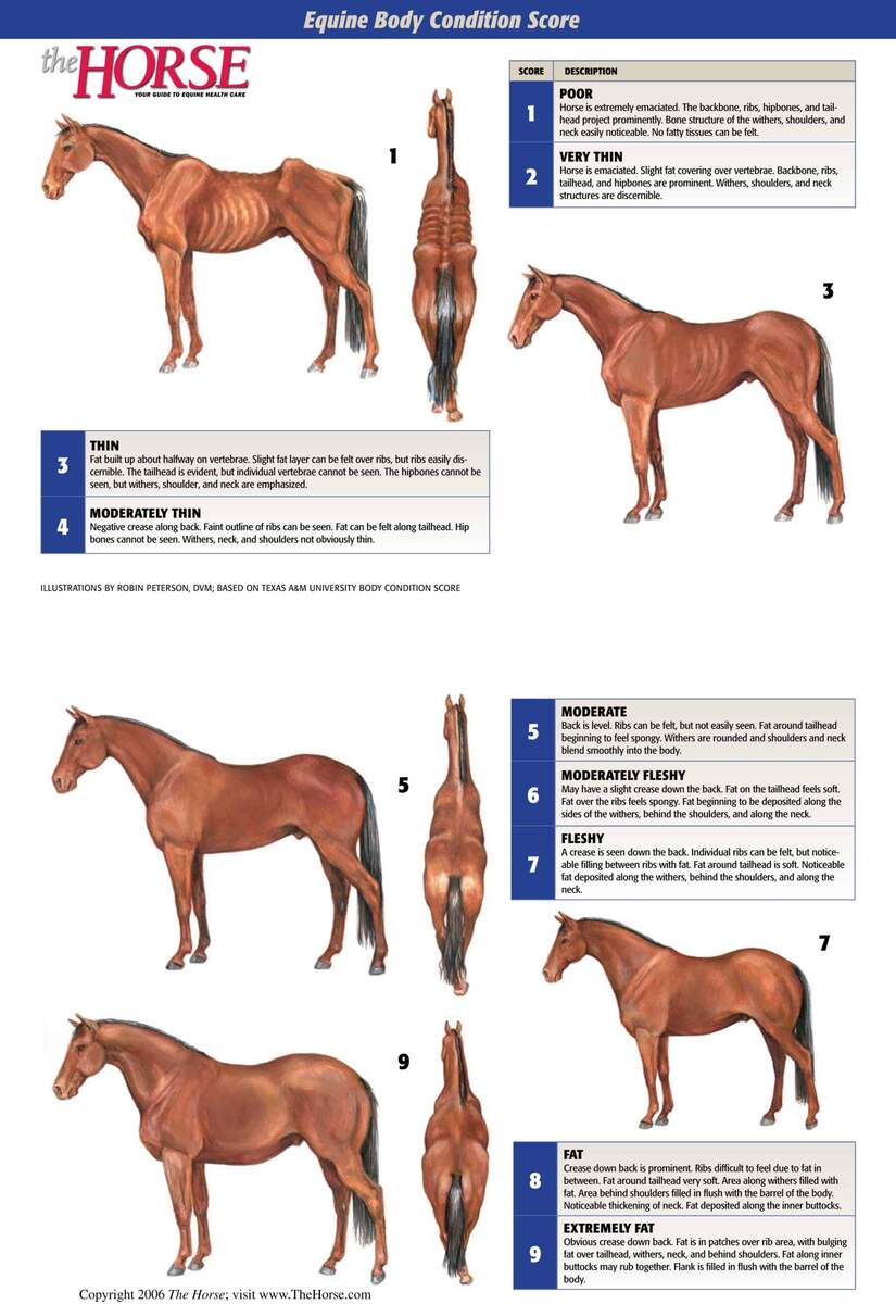 Equine Body Score Farmers Cooperative Association Inc Farmers Cooperative Association Inc