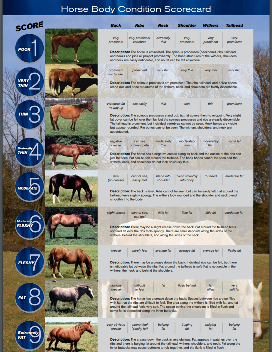 Equine Body Score Farmers Cooperative Association Inc Farmers Cooperative Association Inc