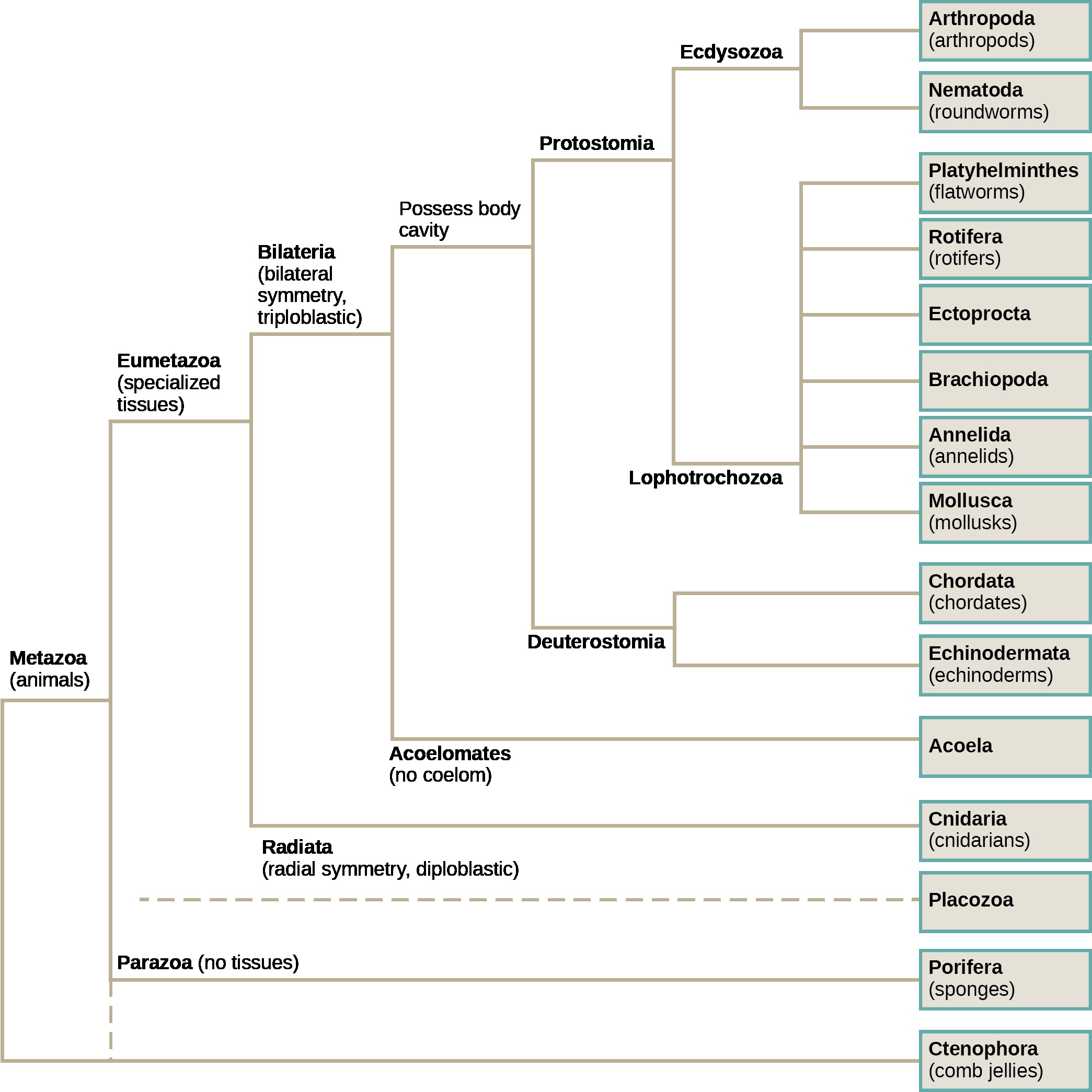 Features Used To Classify Animals Biology 2e
