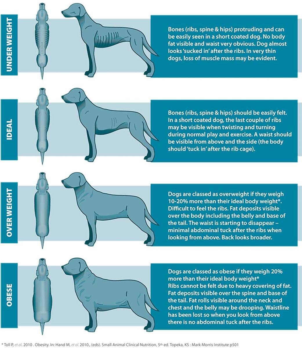 Feeding Calculator Flash Dog Training