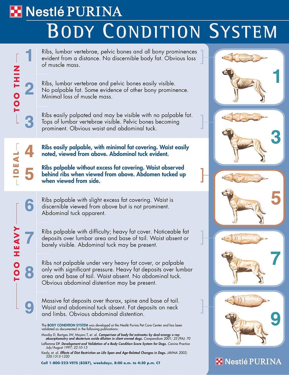 Feeding Your Puppy Body Condition And Food Rotation