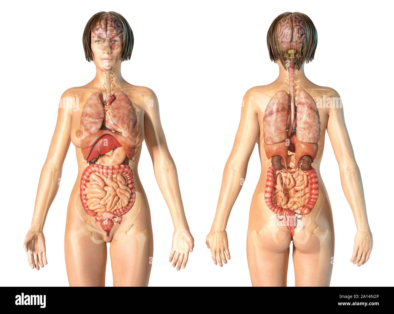 Female Anatomy Diagram Hi Res Stock Photography And Images Alamy