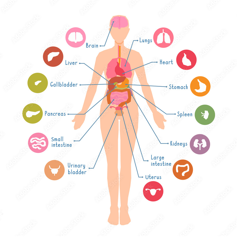 Human Body Anatomy Vector Woman Internal Stock Vector Royalty Free 1715639530 Shutterstock