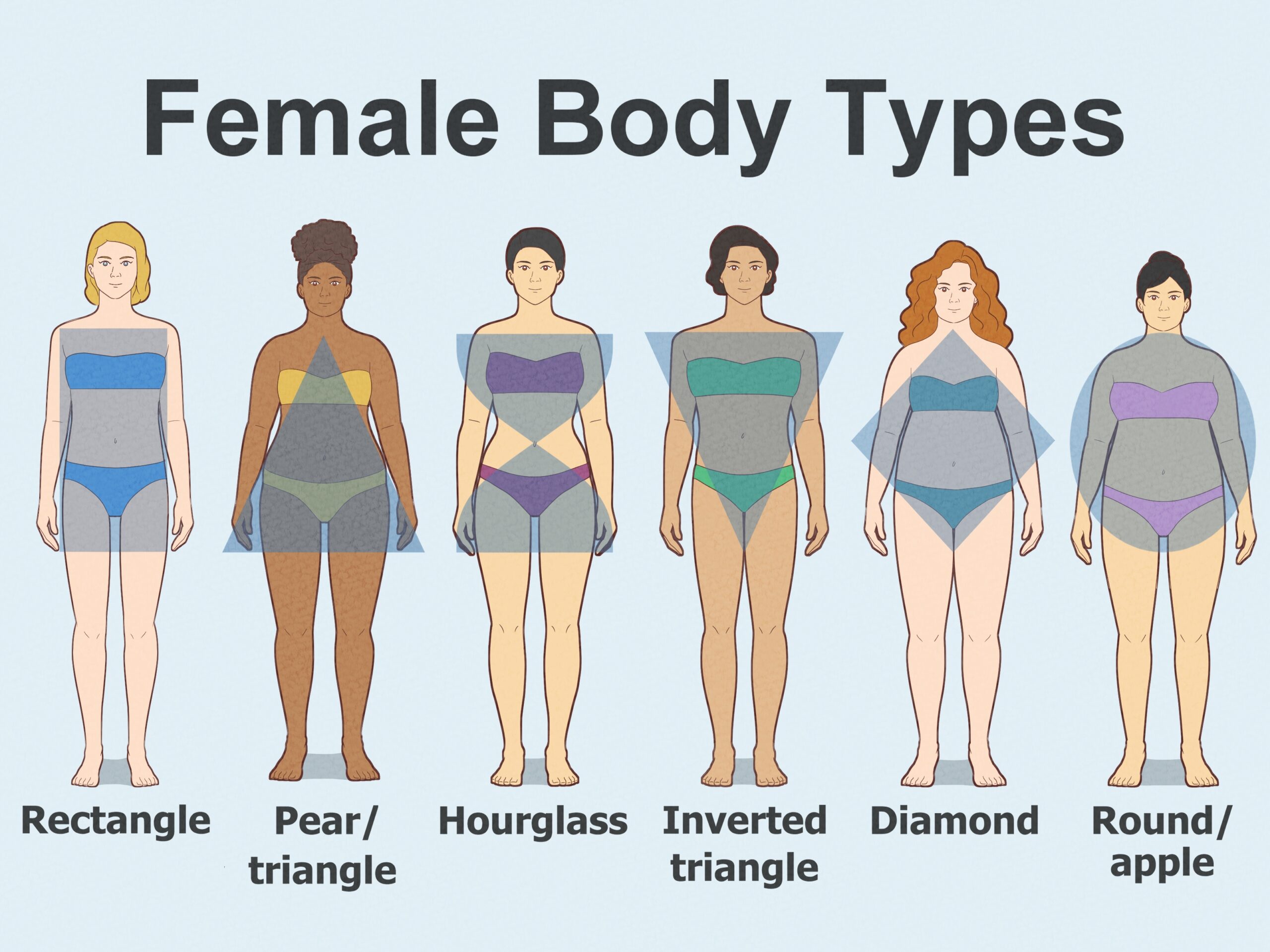 Female Body Shape Chart Royalty Free Vector VectorStock