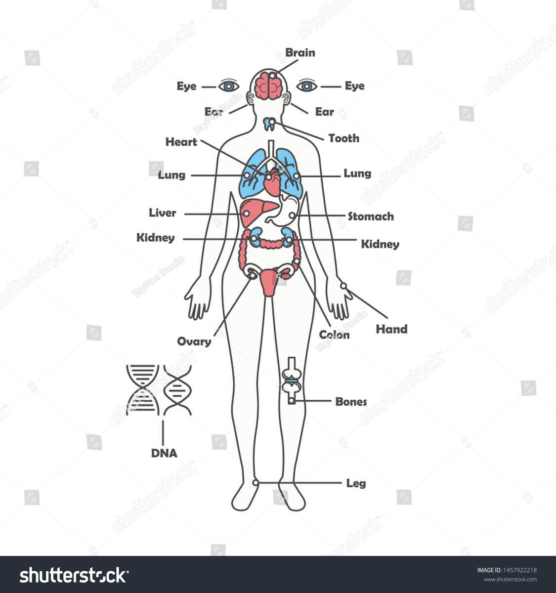 Female Human Anatomy Diagram Female Body Stock Illustration 1457922218 Shutterstock