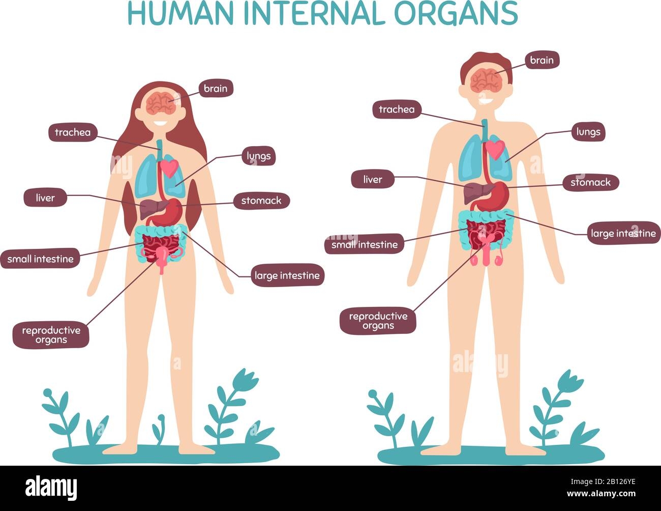 Female Human Digestive System Organs Hi Res Stock Photography And Images Page 2 Alamy