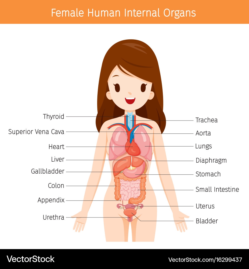 Female Human Internal Anatomy Diagram Royalty Free Vector VectorStock