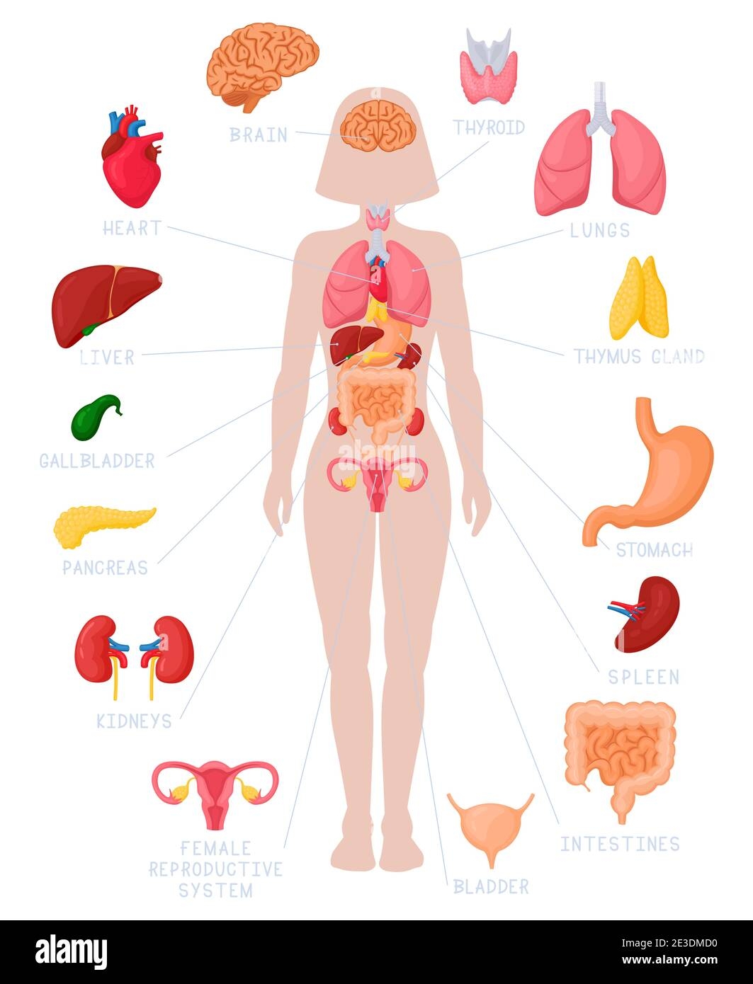 Female Internal Organs Illustration Hi Res Stock Photography And Images Alamy