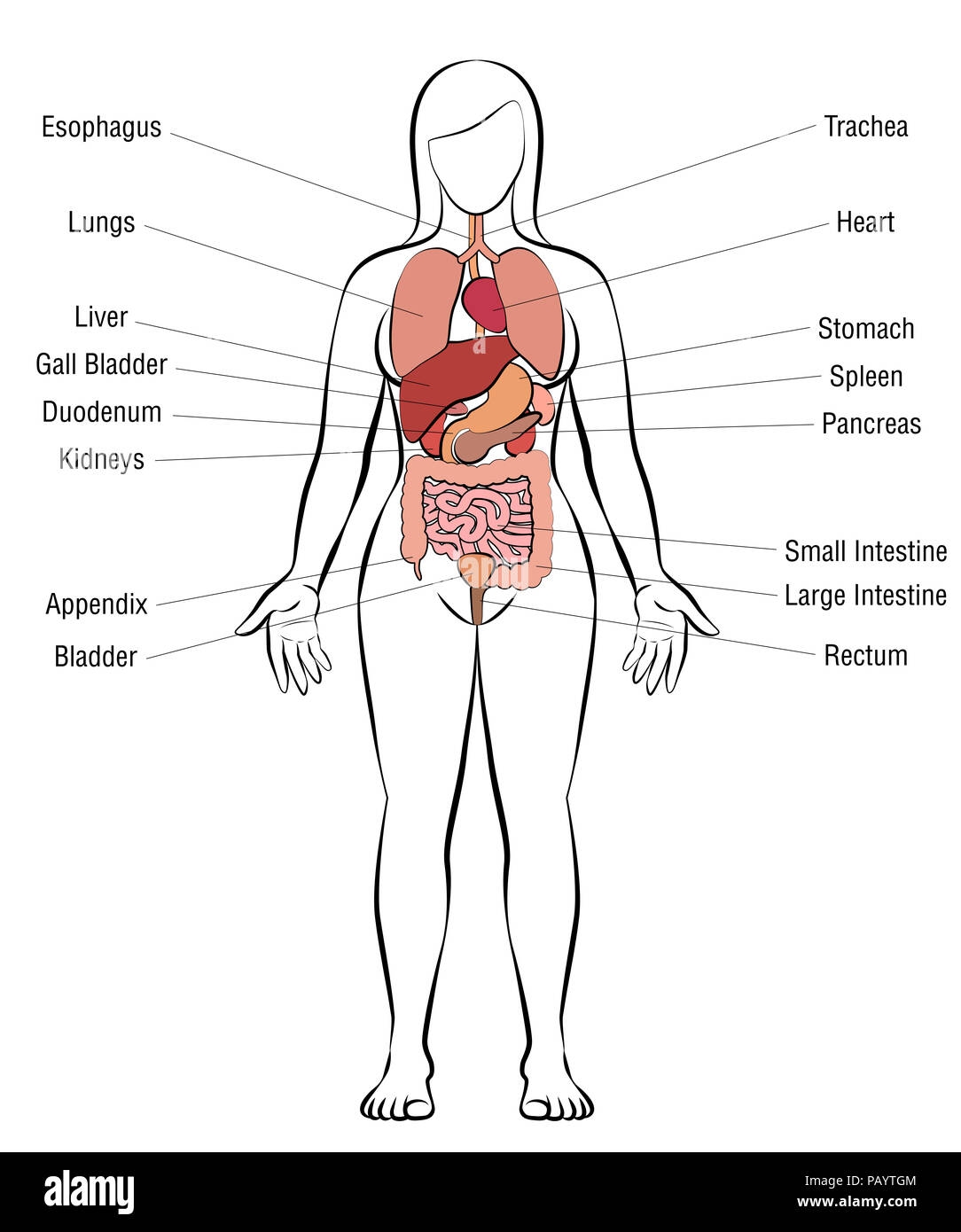 Female Internal Organs Illustration Hi Res Stock Photography And Images Alamy