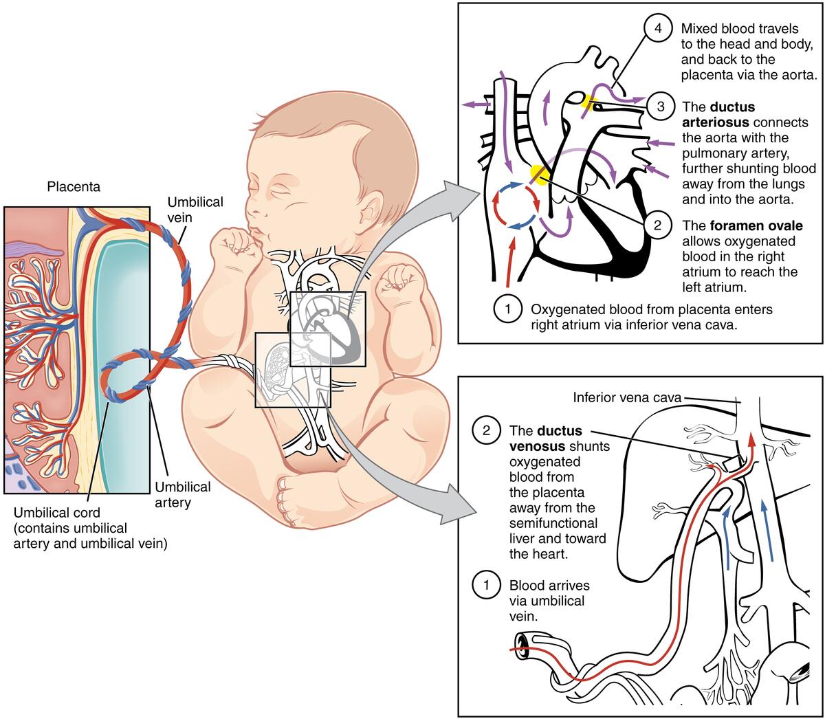 Fetal Circulation Wikipedia Fetal Circulation Wikipedia