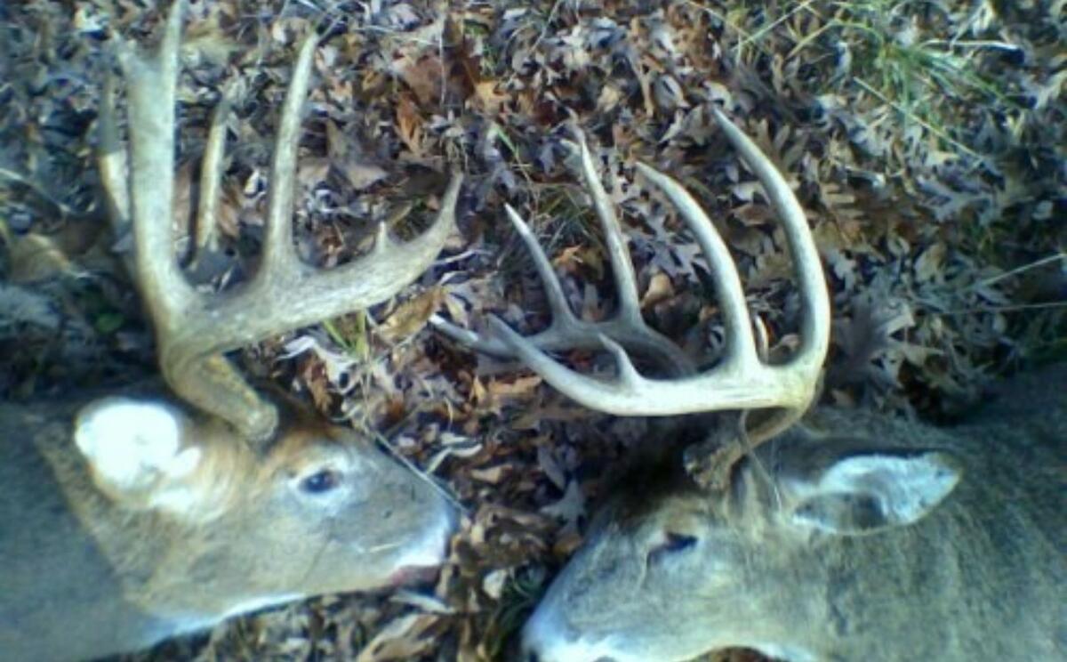 Field Judging Whitetail Antler Guide Whitetail Habitat Solutions Field Judging Whitetail Antler Guide Whitetail Habitat Solutions