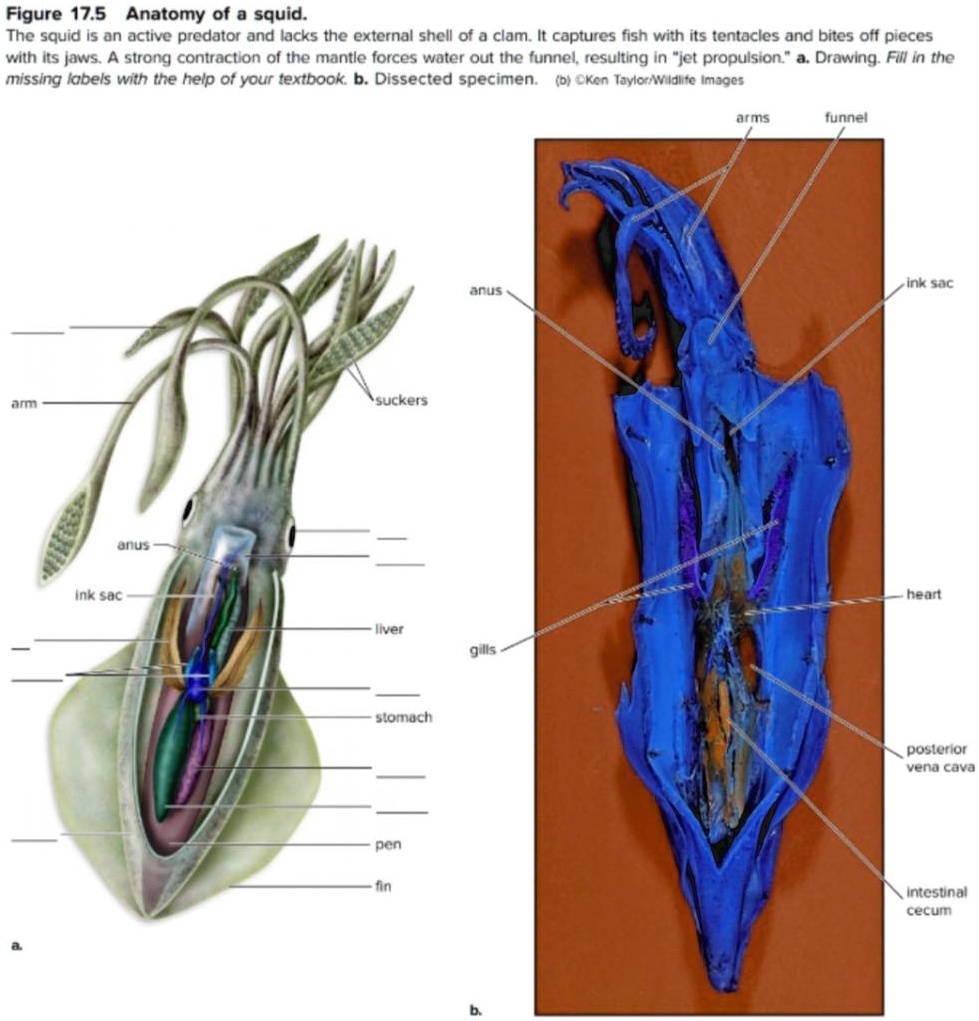 Figure 17 5 Anatomy Of A Squid The Squid Is An Active