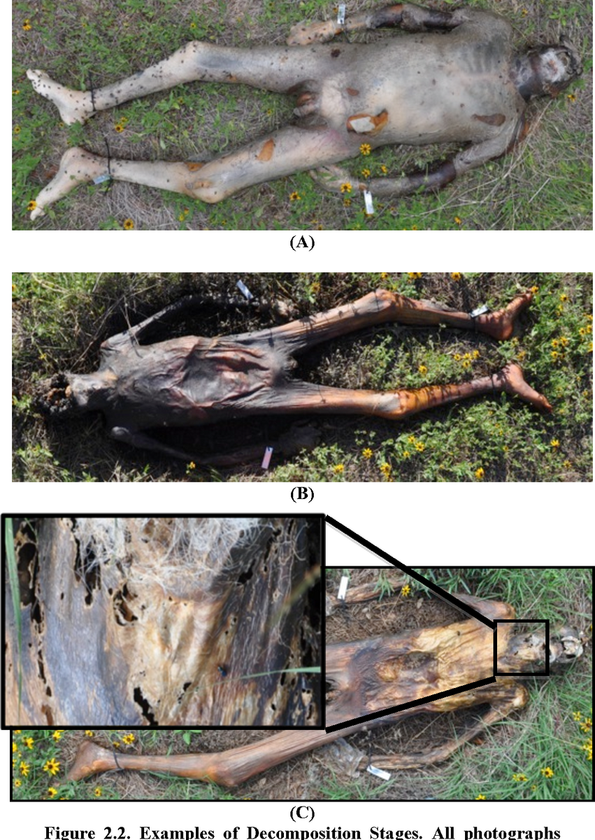 Figure 2 2 From Comparison Of Decomposition Rates Between Autopsied And Non Autopsied Human Remains Semantic Scholar Figure 2 2 From Comparison Of Decomposition Rates Between Autopsied And Non Autopsied Human Remains Semantic Scholar