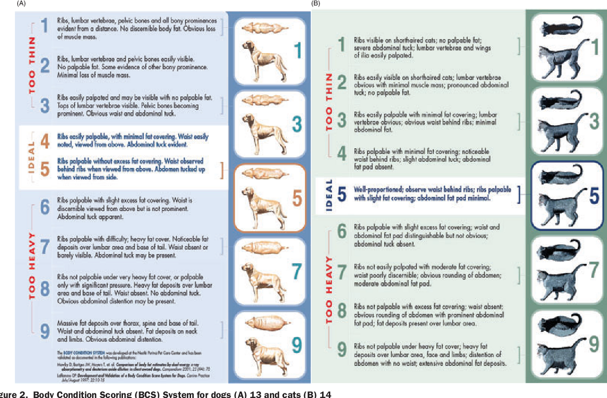 Strategies For Managing Weight In Food Obsessed Dogs With Printable Progress Charts Games The Labrador Site