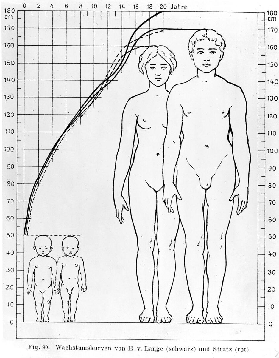 File Anatomical Chart Showing Male Female Proportions Wellcome M0000425 Jpg Wikimedia Commons