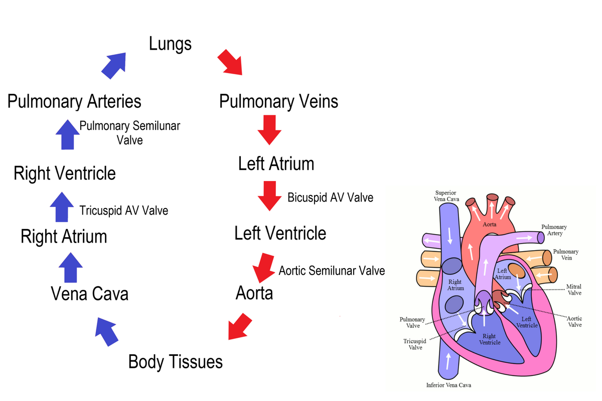 File Circulation Of Blood Through The Heart Png Wikimedia Commons File Circulation Of Blood Through The Heart Png Wikimedia Commons