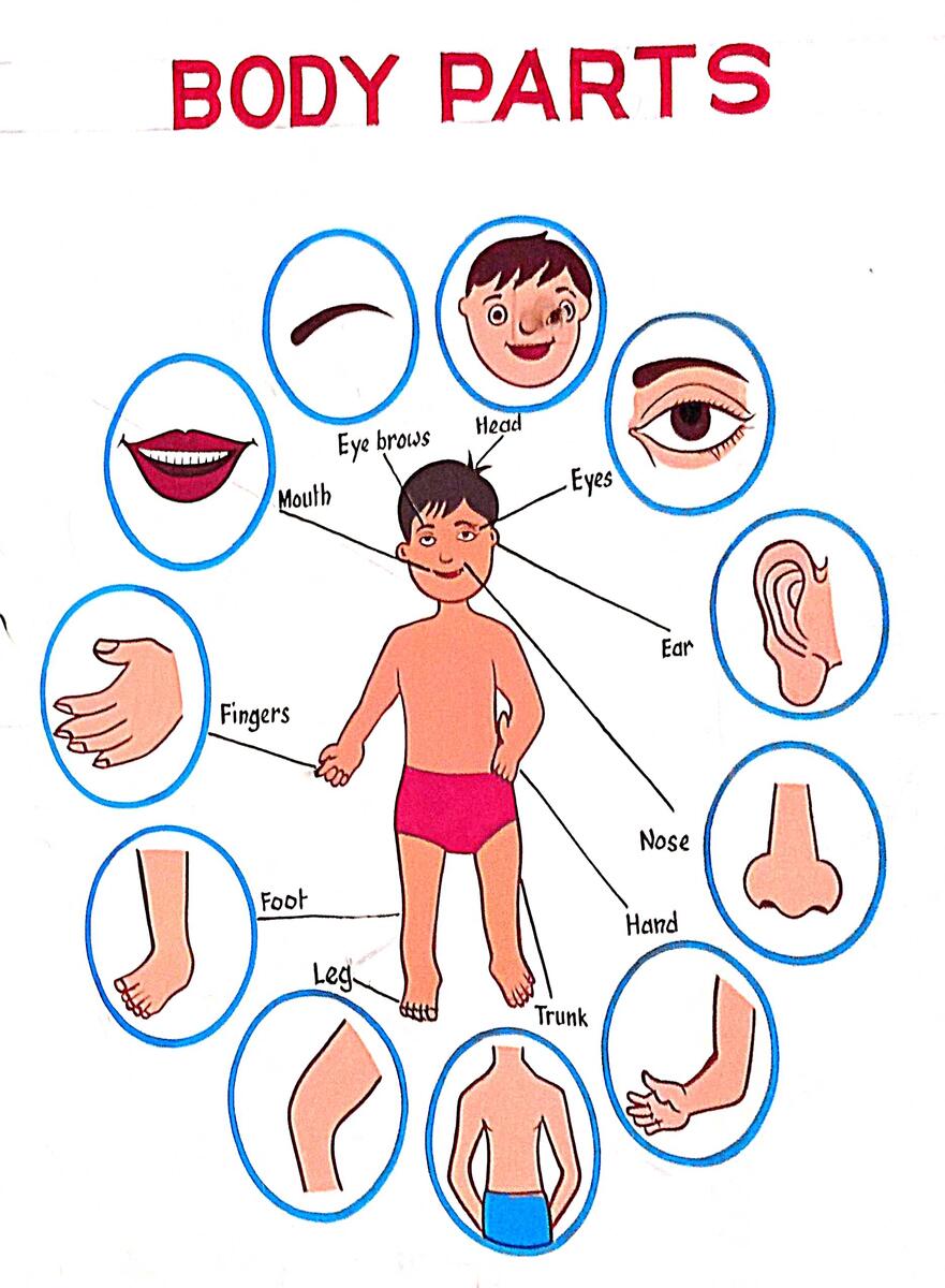 File Human Body Parts Diagram Jpg Wikimedia Commons File Human Body Parts Diagram Jpg Wikimedia Commons