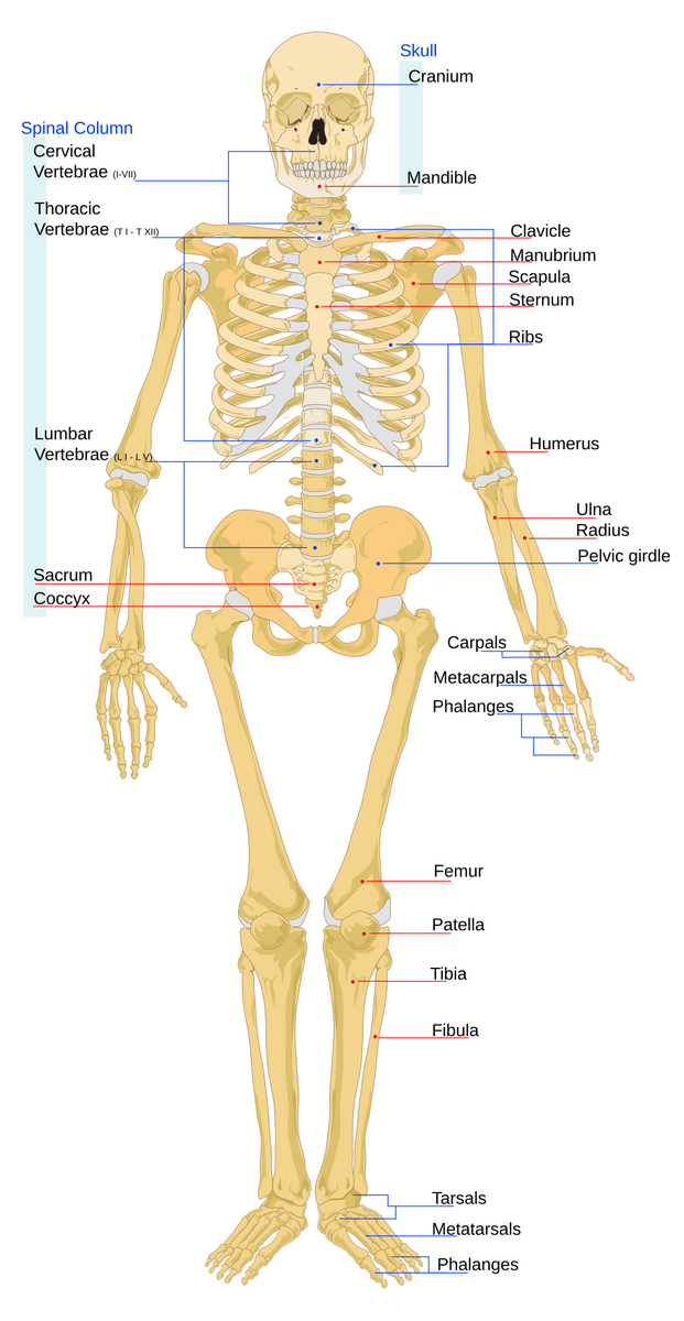 File Human Skeleton Front En Svg Wikipedia