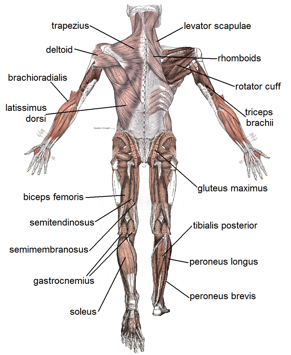 File Muscle Posterior Labeled Png Wikimedia Commons