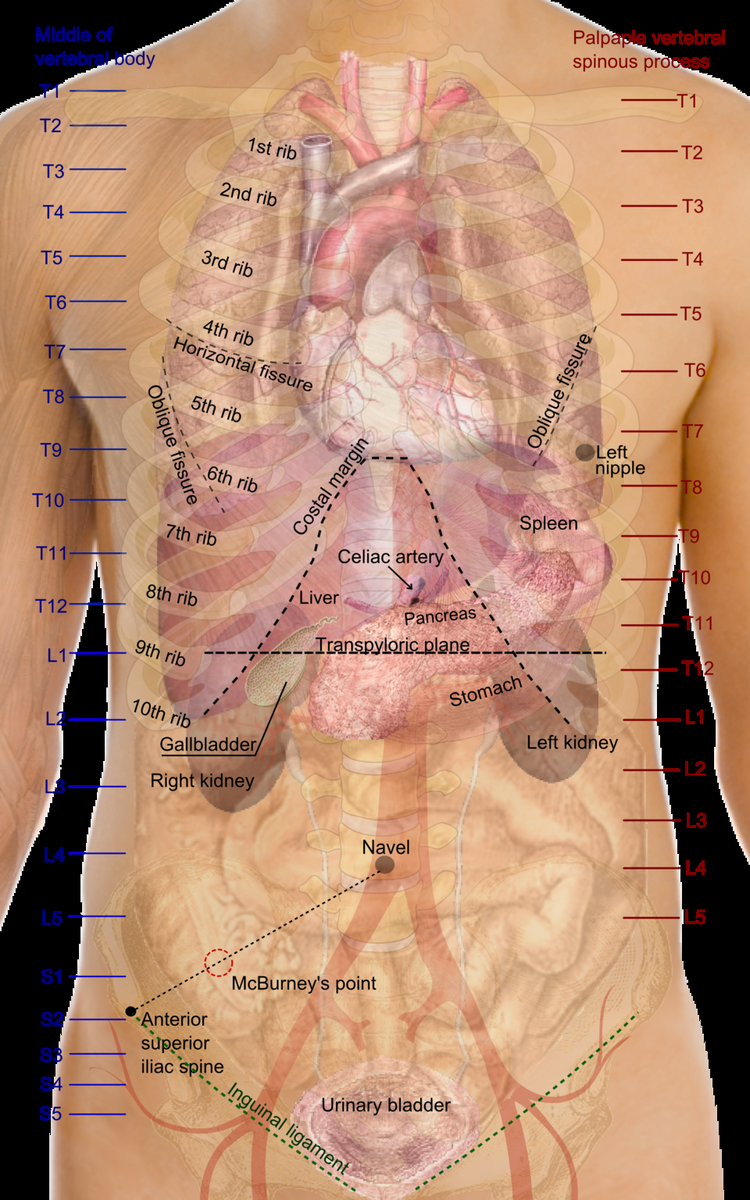 File Surface Projections Of The Organs Of The Trunk Png Wikimedia Commons