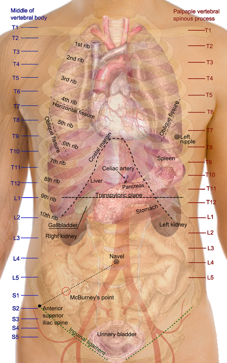 File Surface Projections Of The Organs Of The Trunk Png Wikimedia Commons