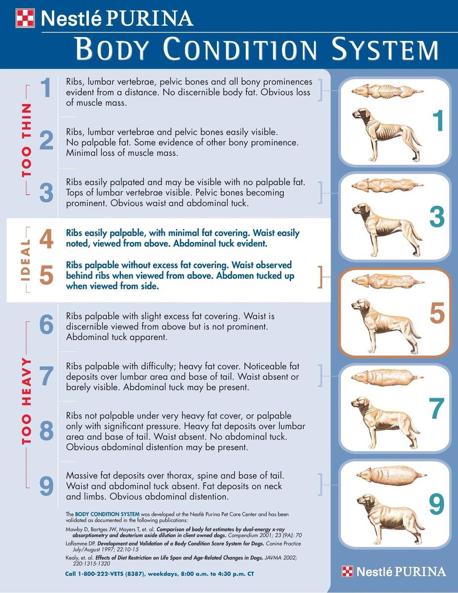 Fit Or Fat Your Pet S Body Condition Score BCS Fit Or Fat Your Pet S Body Condition Score BCS
