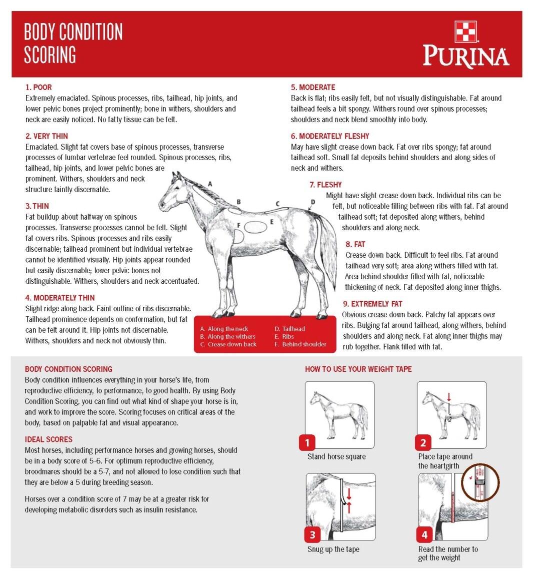 Five Tips For A Successful Spring Turnout The Northwest Horse Source