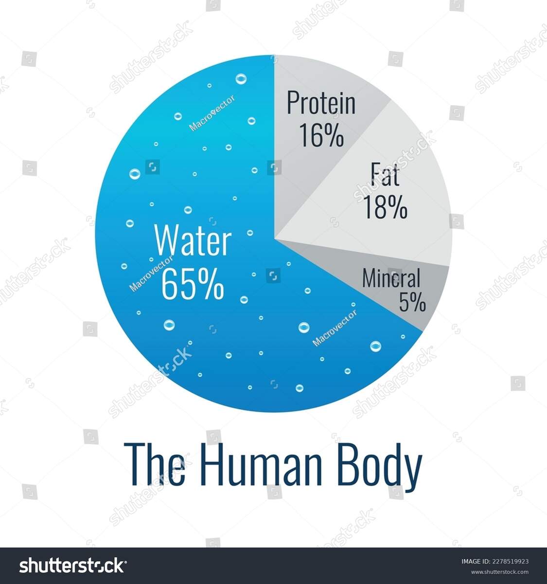 Flat Human Body Composition Diagram Infographic Stock Vector Royalty Free 2278519923 Shutterstock Flat Human Body Composition Diagram Infographic Stock Vector Royalty Free 2278519923 Shutterstock