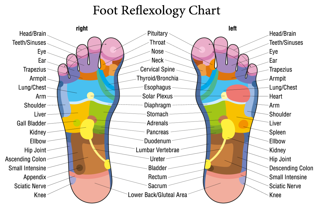 Foot Pain Chart Related To Knee Pain Arthritis Knee Pain Centers Foot Reflexology Chart Reflex Zones Feet Stock Vector Royalty Free 682512136 Shutterstock