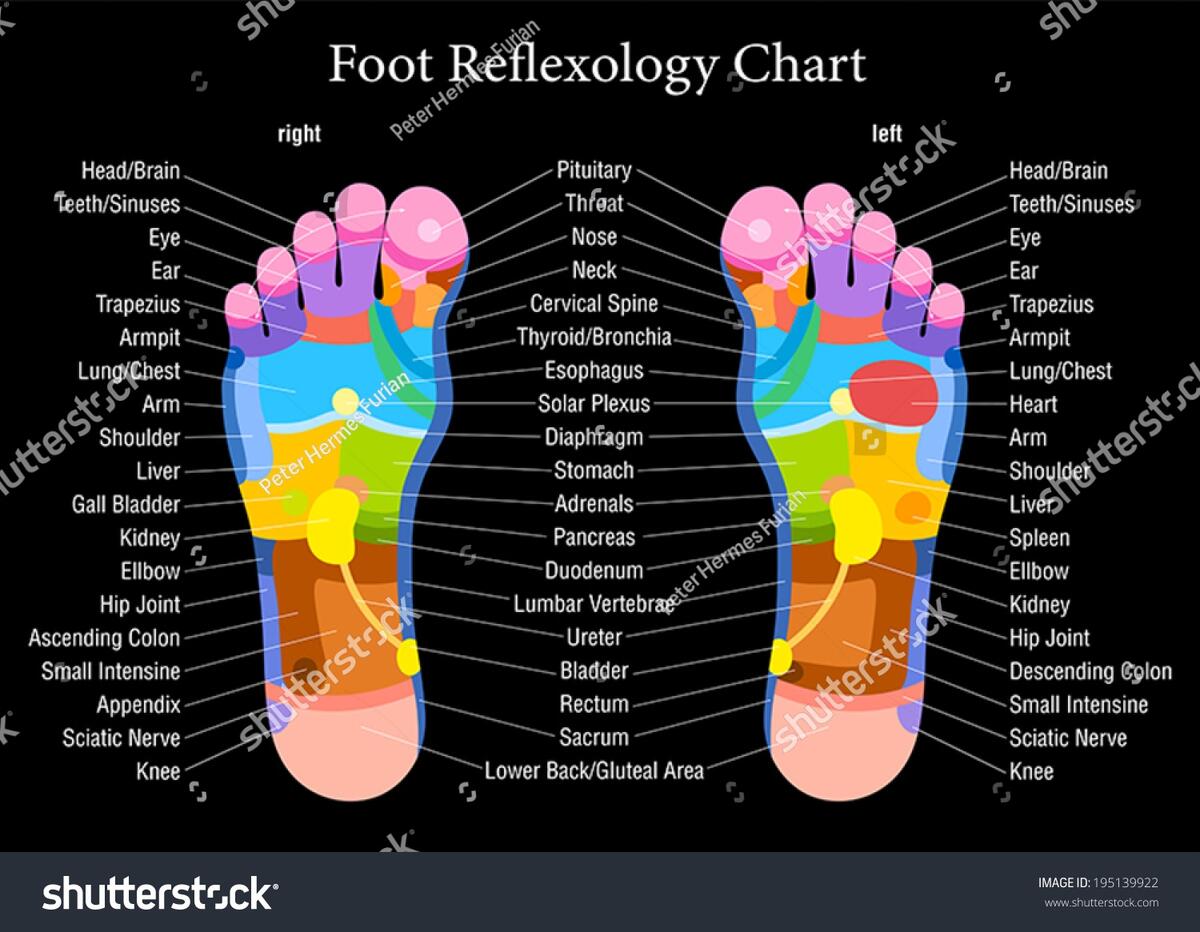 Foot Reflexology Chart Accurate Description Corresponding Stock Vector Royalty Free 195139922 Shutterstock Ayurvedic Foot Massage Its Therapeutic Uses And Benefits