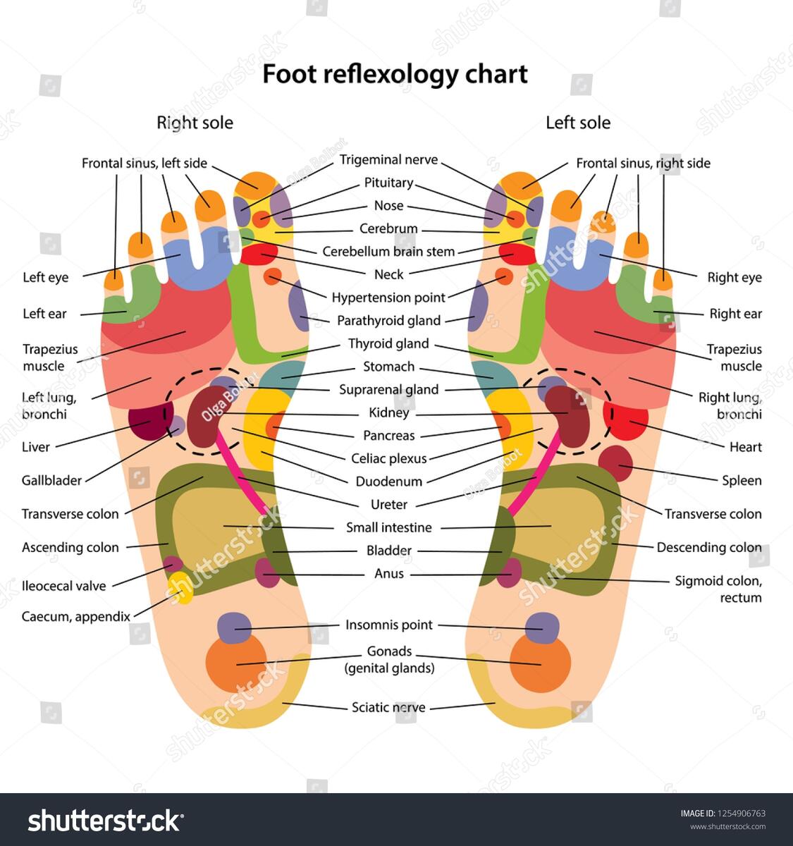 Foot Reflexology Chart Description Corresponding Internal Stock Vector Royalty Free 1254906763 Shutterstock Foot Reflexology Chart Description Corresponding Internal Stock Vector Royalty Free 1254906763 Shutterstock