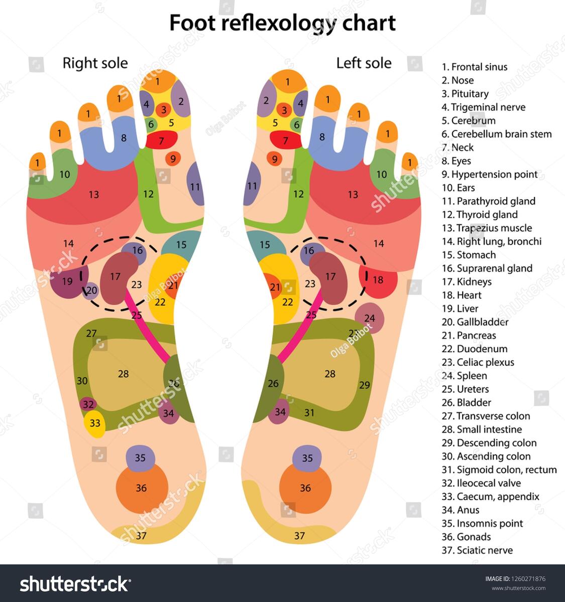 Foot Reflexology Chart Description Corresponding Internal Stock Vector Royalty Free 1260271876 Shutterstock AllStarMedia Foot Reflexology Chart Human Body System Anatomy Poster Educational Reflex Zone Diagram A3 30x42CM Unframed Amazon Co Uk Stationery Office Supplies