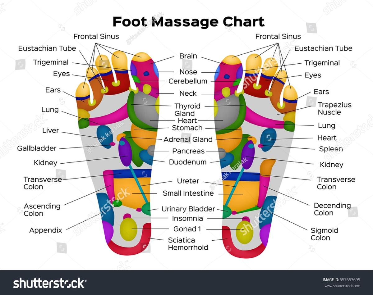 Foot Reflexology Chart Description Internal Organs Stock Vector Royalty Free 657653695 Shutterstock Foot Reflexology Chart Description Internal Organs Stock Vector Royalty Free 657653695 Shutterstock