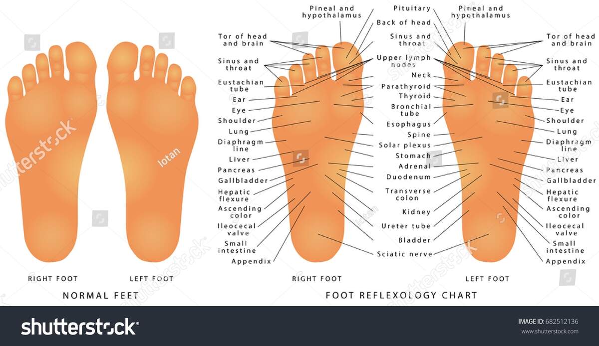 Foot Reflexology Chart Reflex Zones Feet Stock Vector Royalty Free 682512136 Shutterstock Foot Reflexology Chart Reflex Zones Feet Stock Vector Royalty Free 682512136 Shutterstock