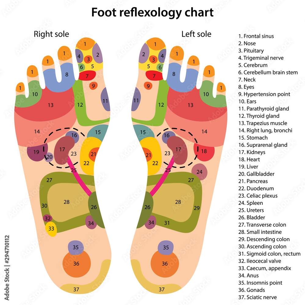 Foot Reflexology Chart With Description Of The Corresponding Internal And Body Parts Acupuncture Points On The Foot Vector Illustration Over White Background Stock Vector Adobe Stock Foot Reflexology Chart With Description Of The Corresponding Internal And Body Parts Acupuncture Points On The Foot Vector Illustration Over White Background Stock Vector Adobe Stock