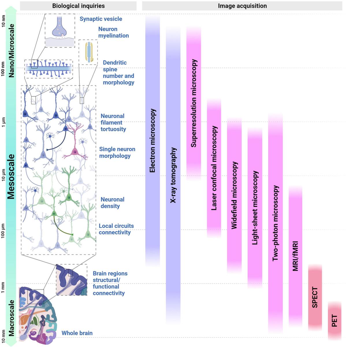 Frontiers Between Neurons And Networks Investigating Mesoscale Brain Connectivity In Neurological And Psychiatric Disorders Frontiers Between Neurons And Networks Investigating Mesoscale Brain Connectivity In Neurological And Psychiatric Disorders