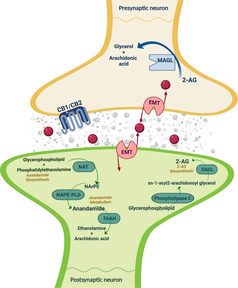 Frontiers Endocannabinoid System Components As Potential Biomarkers In Psychiatry Frontiers Endocannabinoid System Components As Potential Biomarkers In Psychiatry